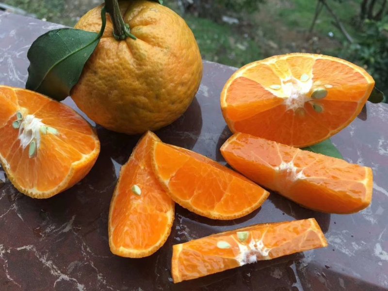 特早蜜橘果园看货，质量保证欢迎订购