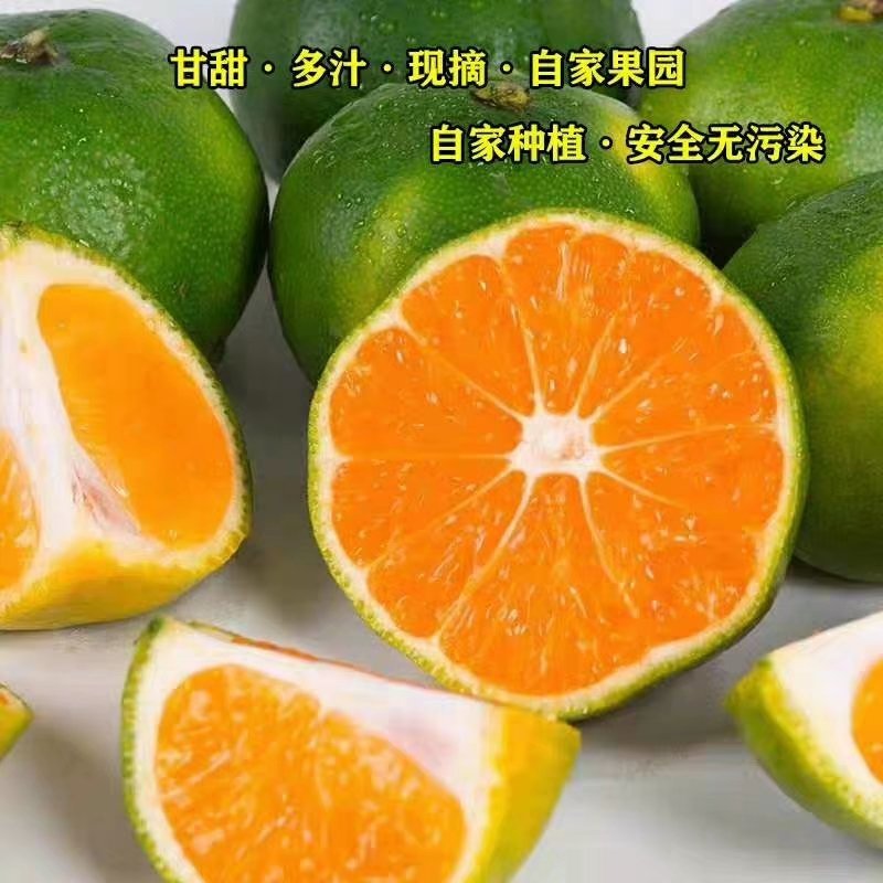 特早蜜橘果园看货，质量保证欢迎订购