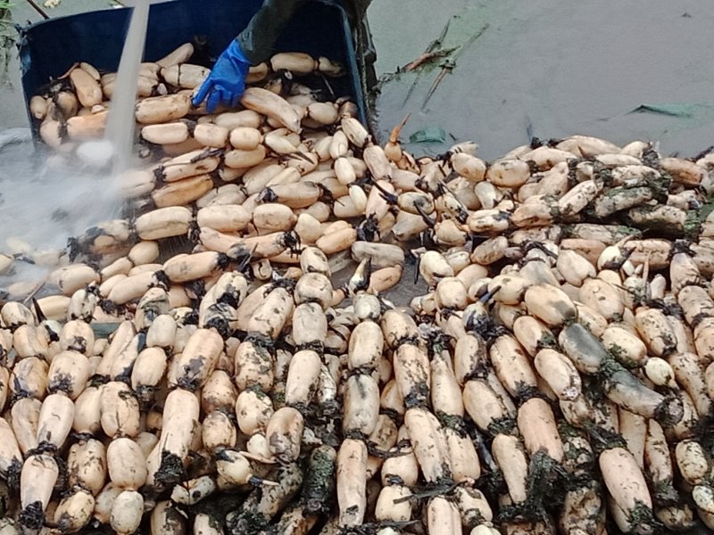 优质莲藕，每天4000以下，