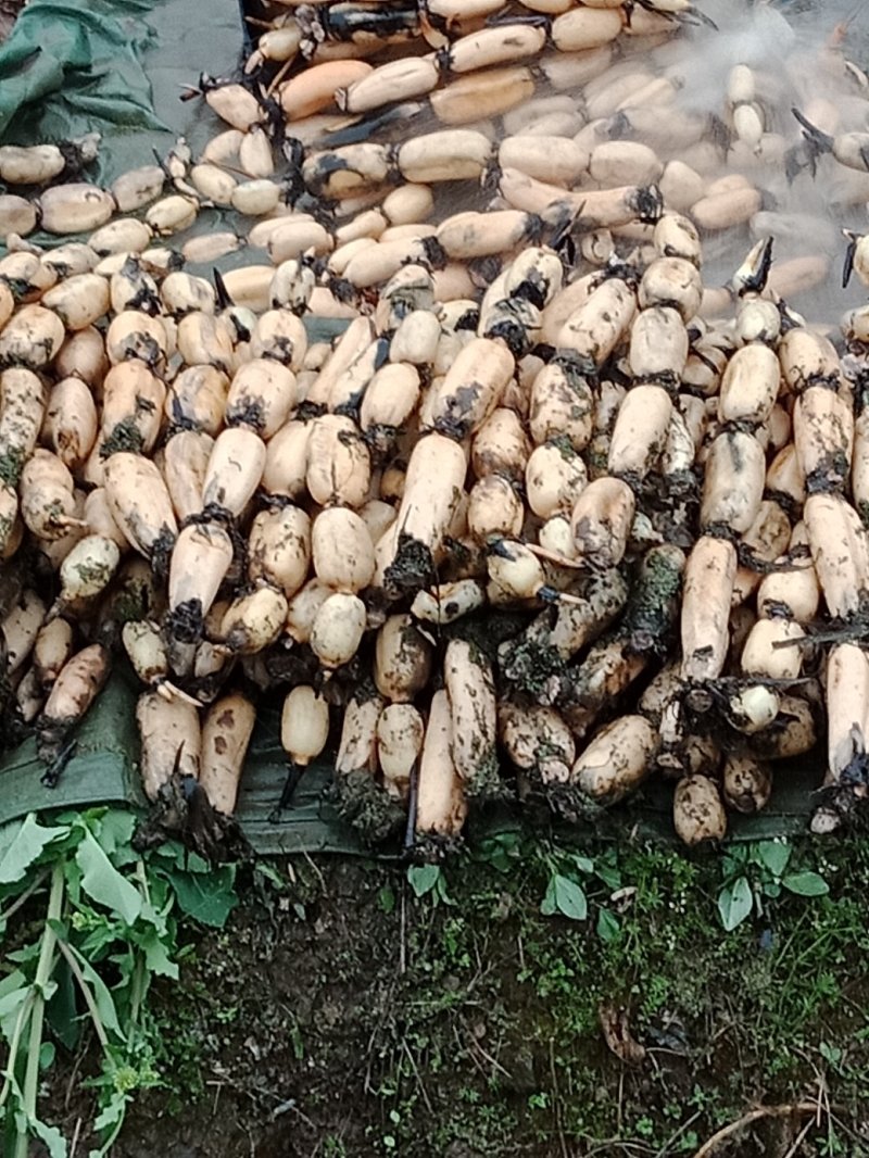 优质莲藕，每天4000以下，