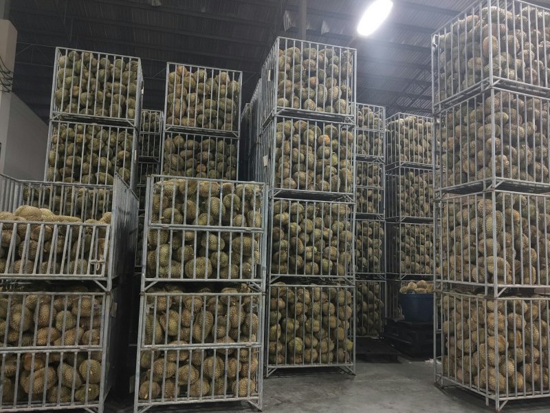 金枕头榴莲肉冷冻无核榴莲媲美猫山王烘培原料250克去核