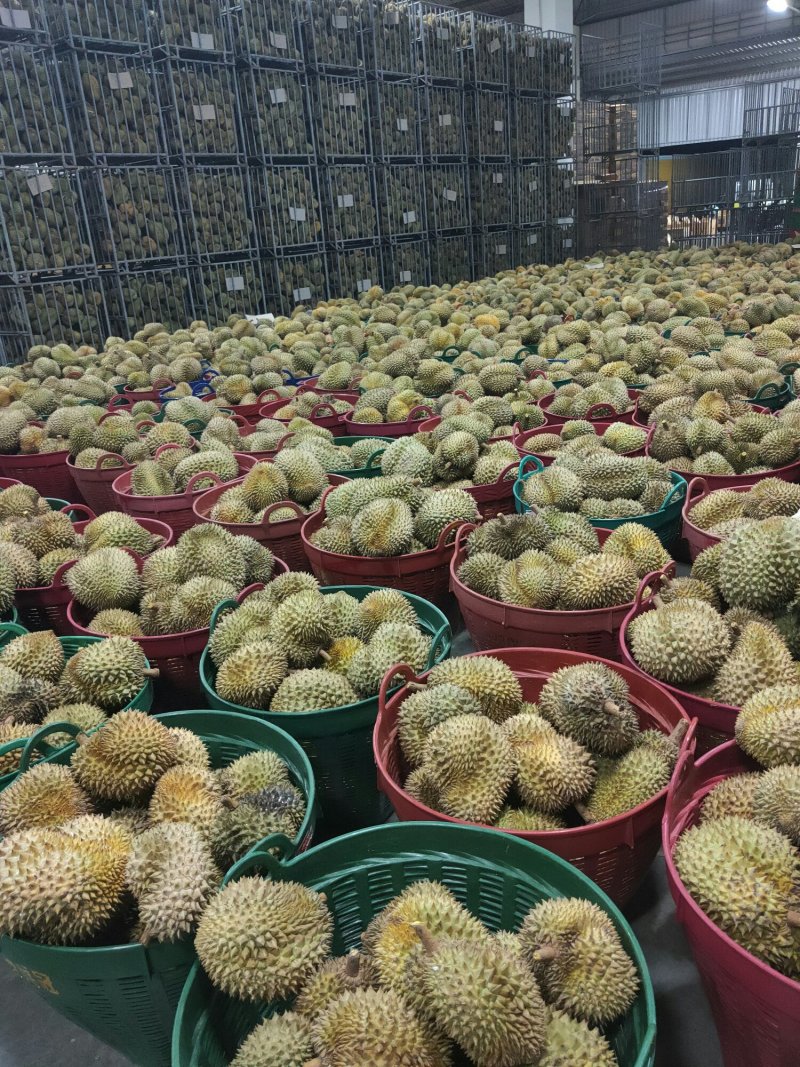 金枕头榴莲肉冷冻无核榴莲媲美猫山王烘培原料250克去核