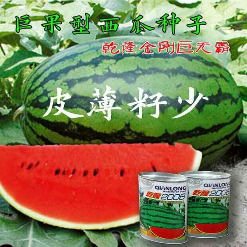 特大乾隆2008巨型西瓜种子大果高产原装100克