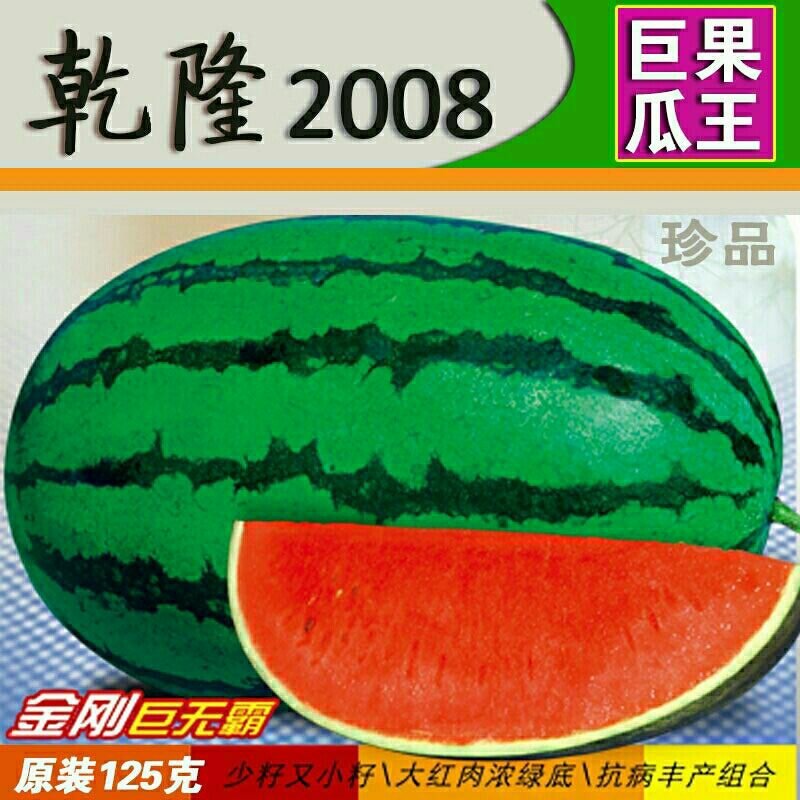 特大乾隆2008巨型西瓜种子大果高产原装100克