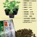 特大乾隆2008巨型西瓜种子大果高产原装100克
