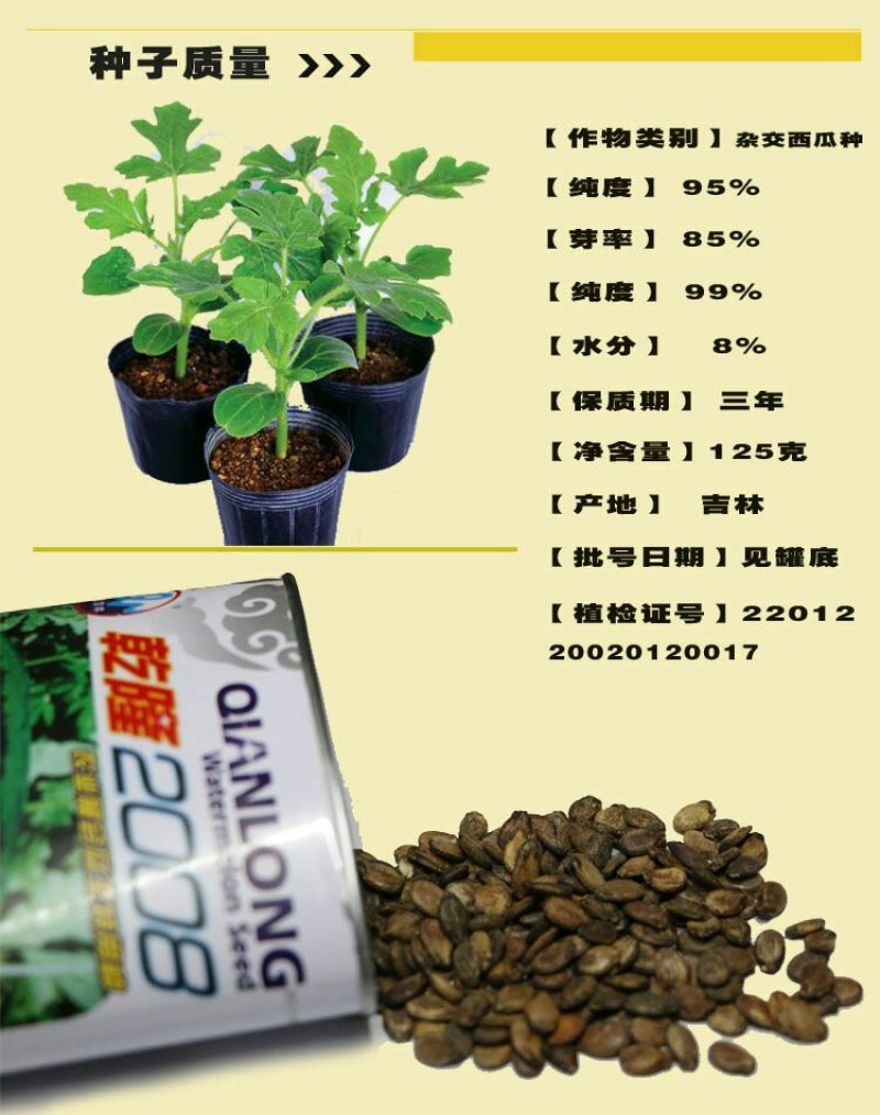 特大乾隆2008巨型西瓜种子大果高产原装100克