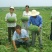 特大乾隆2008巨型西瓜种子大果高产原装100克