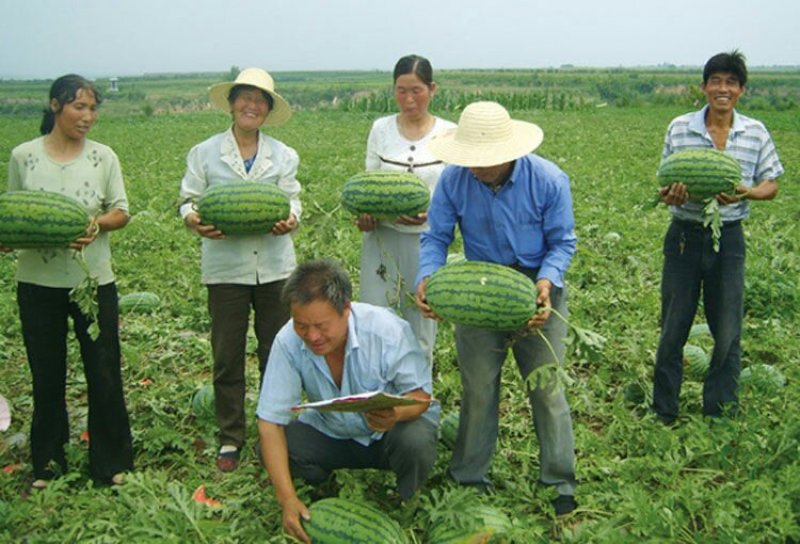 特大乾隆2008巨型西瓜种子大果高产原装100克