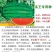 特大乾隆2008巨型西瓜种子大果高产原装100克