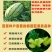 特大乾隆2008巨型西瓜种子大果高产原装100克
