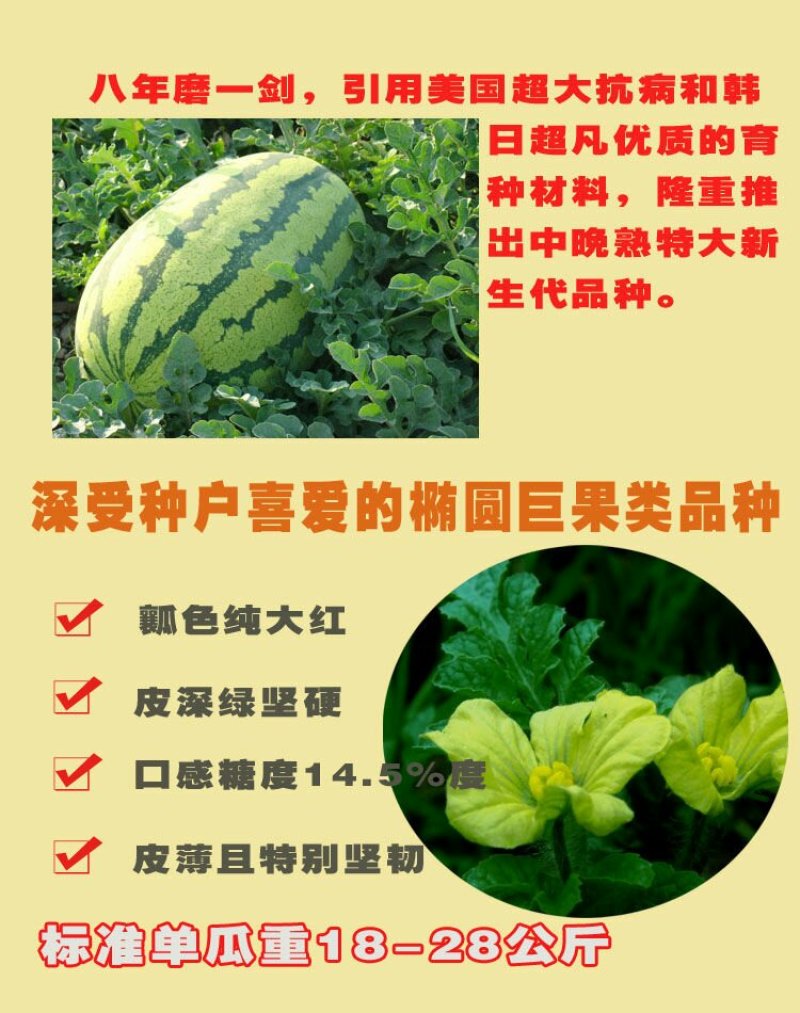 特大乾隆2008巨型西瓜种子大果高产原装100克
