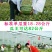 特大乾隆2008巨型西瓜种子大果高产原装100克