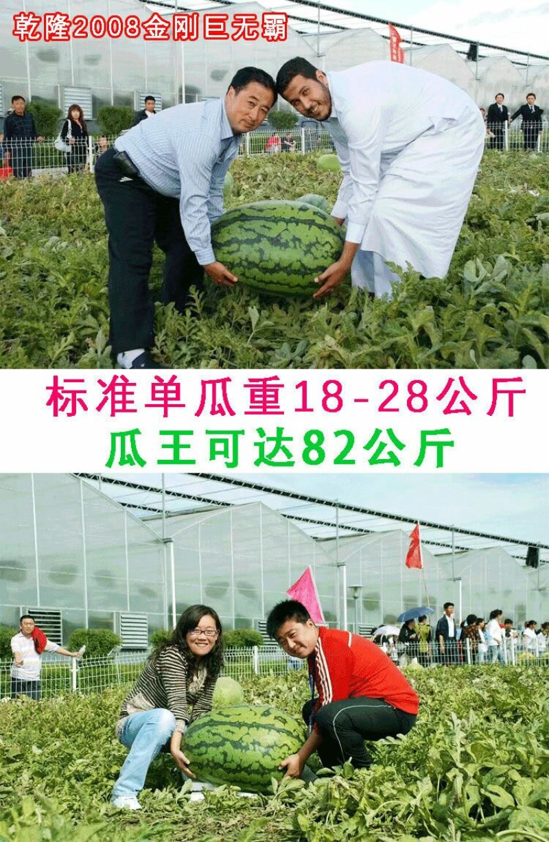 特大乾隆2008巨型西瓜种子大果高产原装100克
