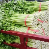 毛芹