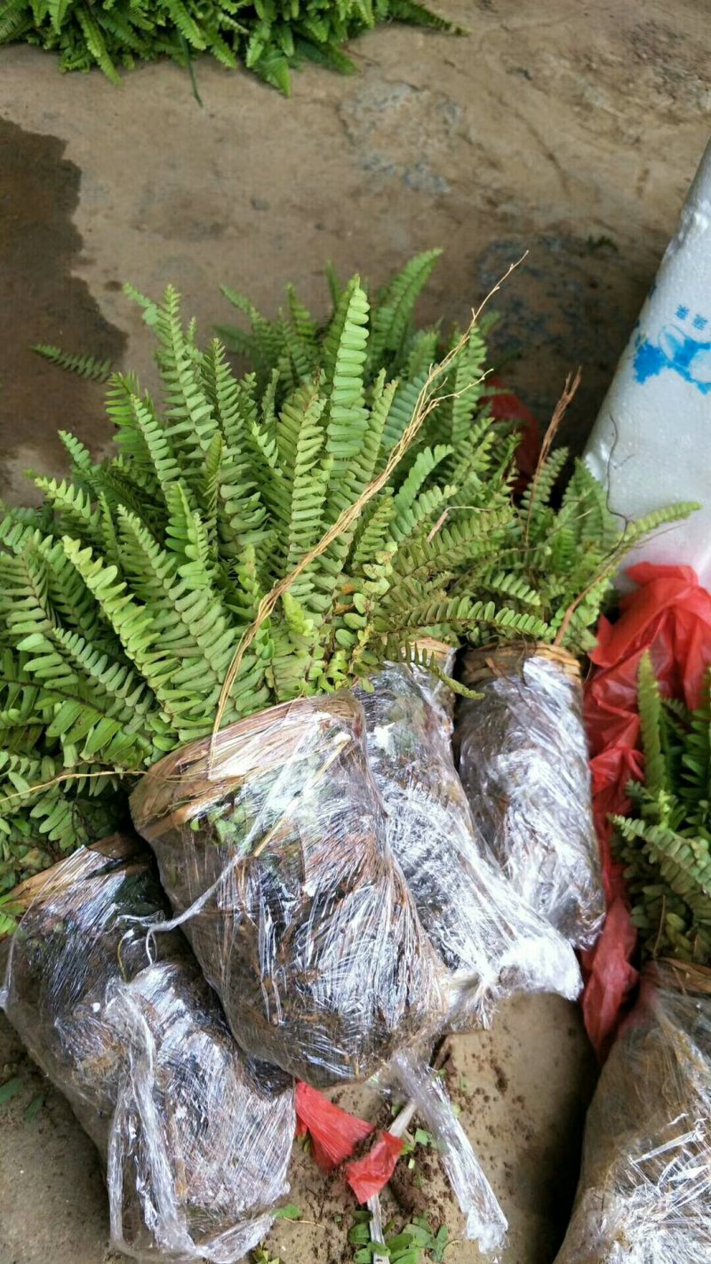 肾蕨，排骨草苗，地苗。