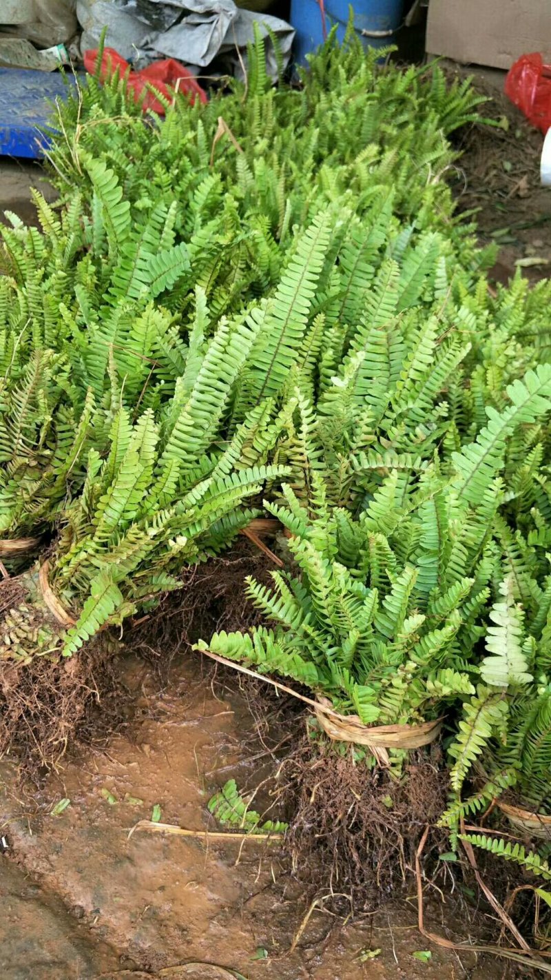 肾蕨，排骨草苗，地苗。