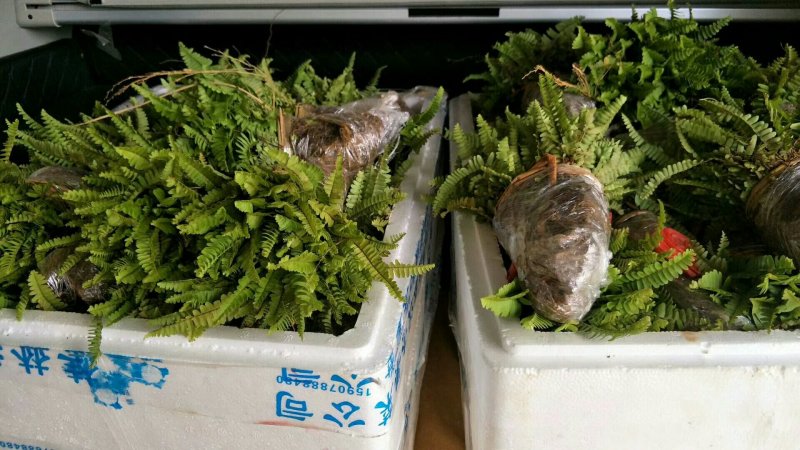 肾蕨，排骨草苗，地苗。