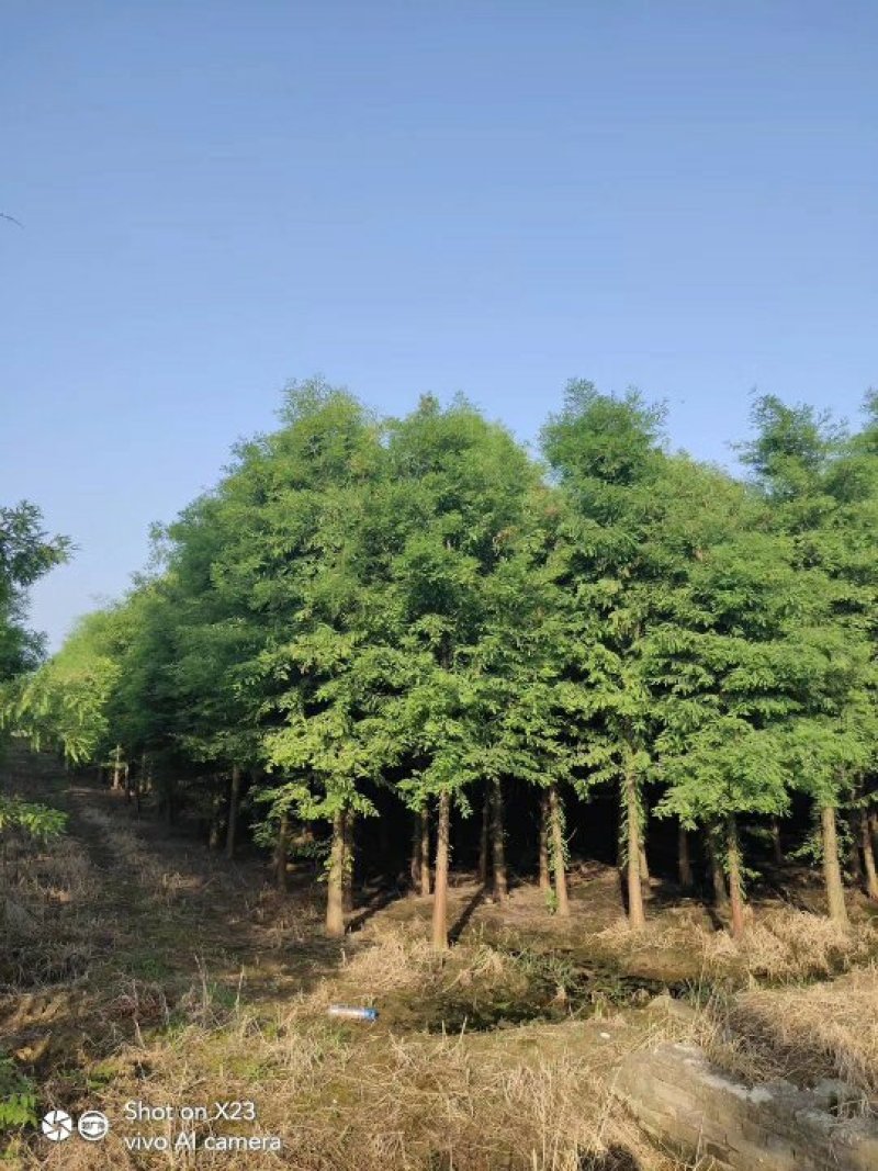 水杉水杉树苗批发水杉基地水杉2－20公分基地直销成活率高