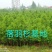 水杉水杉树苗批发水杉基地水杉2－20公分基地直销成活率高
