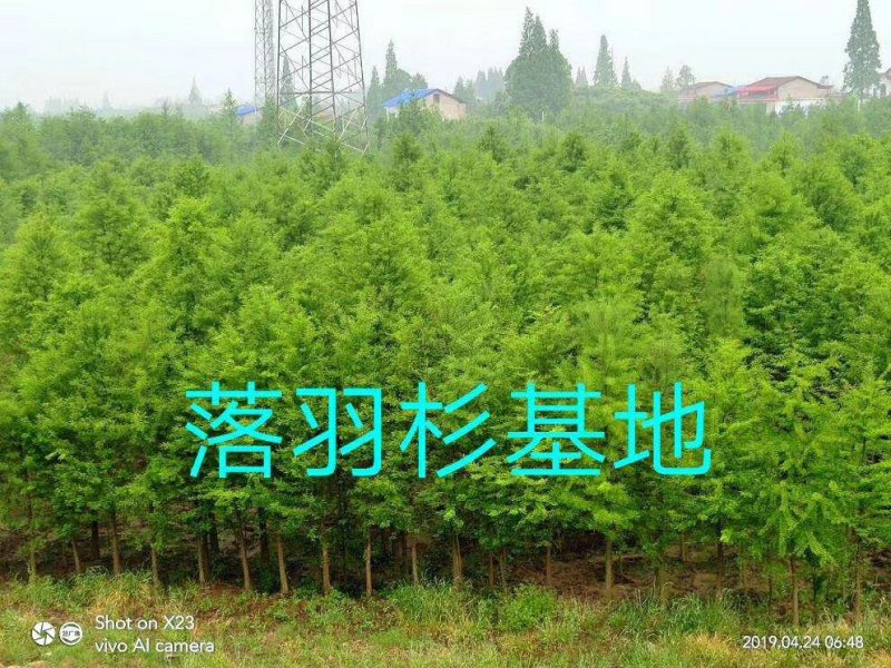 水杉水杉树苗批发水杉基地水杉2－20公分基地直销成活率高