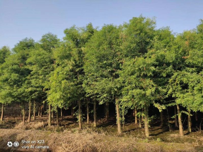 水杉水杉树苗批发水杉基地水杉2－20公分基地直销成活率高