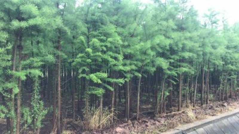 水杉水杉树苗批发水杉基地水杉2－20公分基地直销成活率高