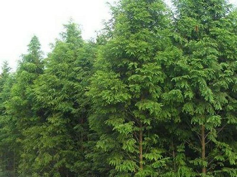 水杉水杉树苗批发水杉基地水杉2－20公分基地直销成活率高