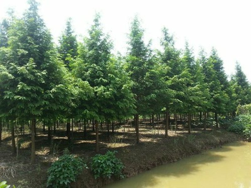 水杉水杉树苗批发水杉基地水杉2－20公分基地直销成活率高