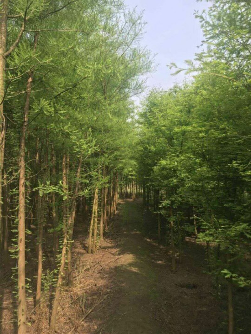 水杉水杉树苗批发水杉基地水杉2－20公分基地直销成活率高