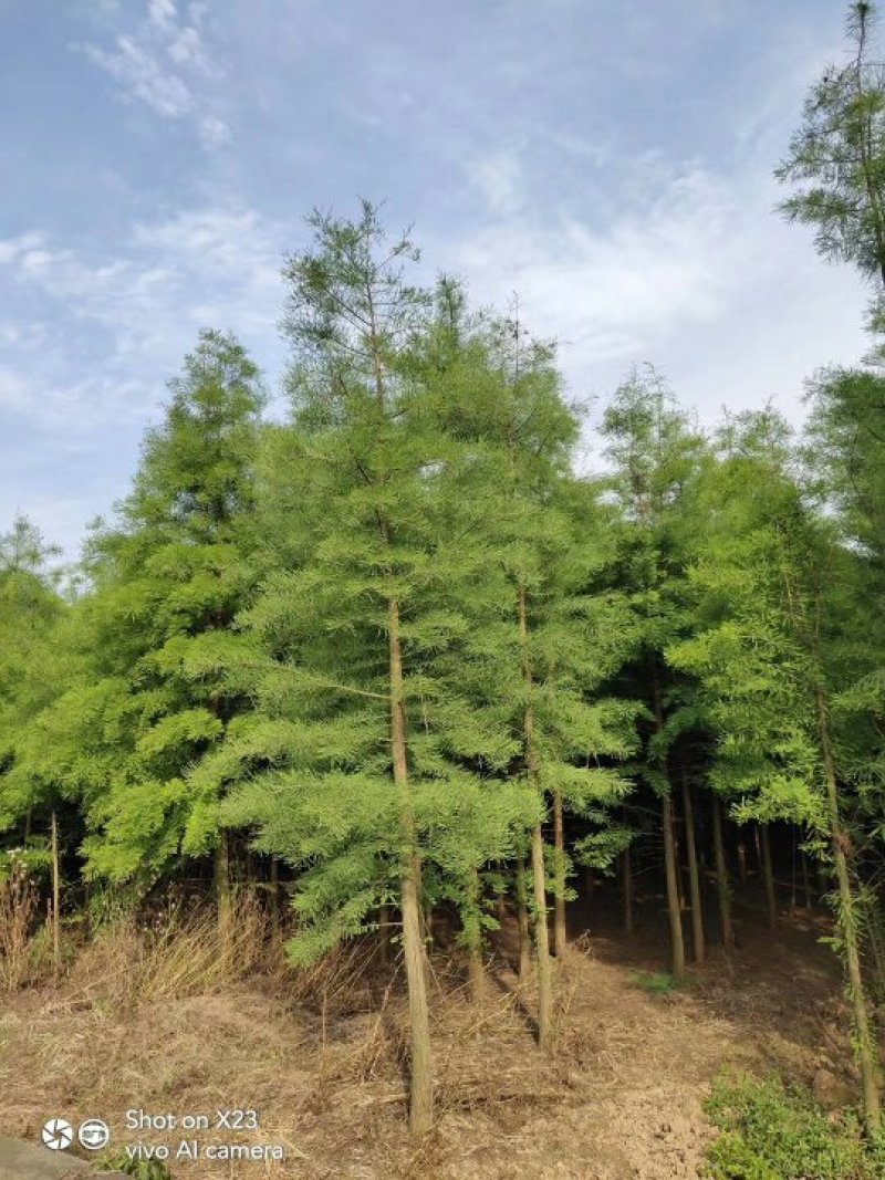 水杉水杉树苗批发水杉基地水杉2－20公分基地直销成活率高