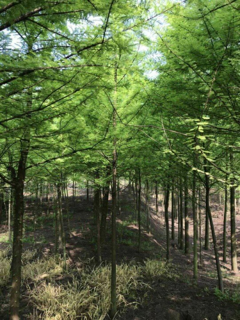 水杉水杉树苗批发水杉基地水杉2－20公分基地直销成活率高