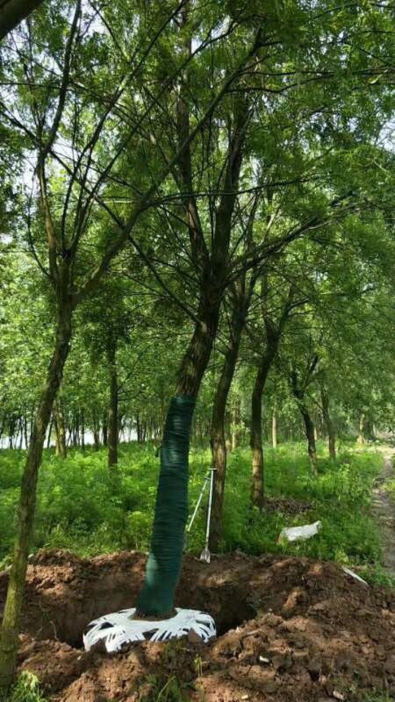 【热销】湖南垂柳苗圃基地1～20公分垂柳规格齐全原土发货