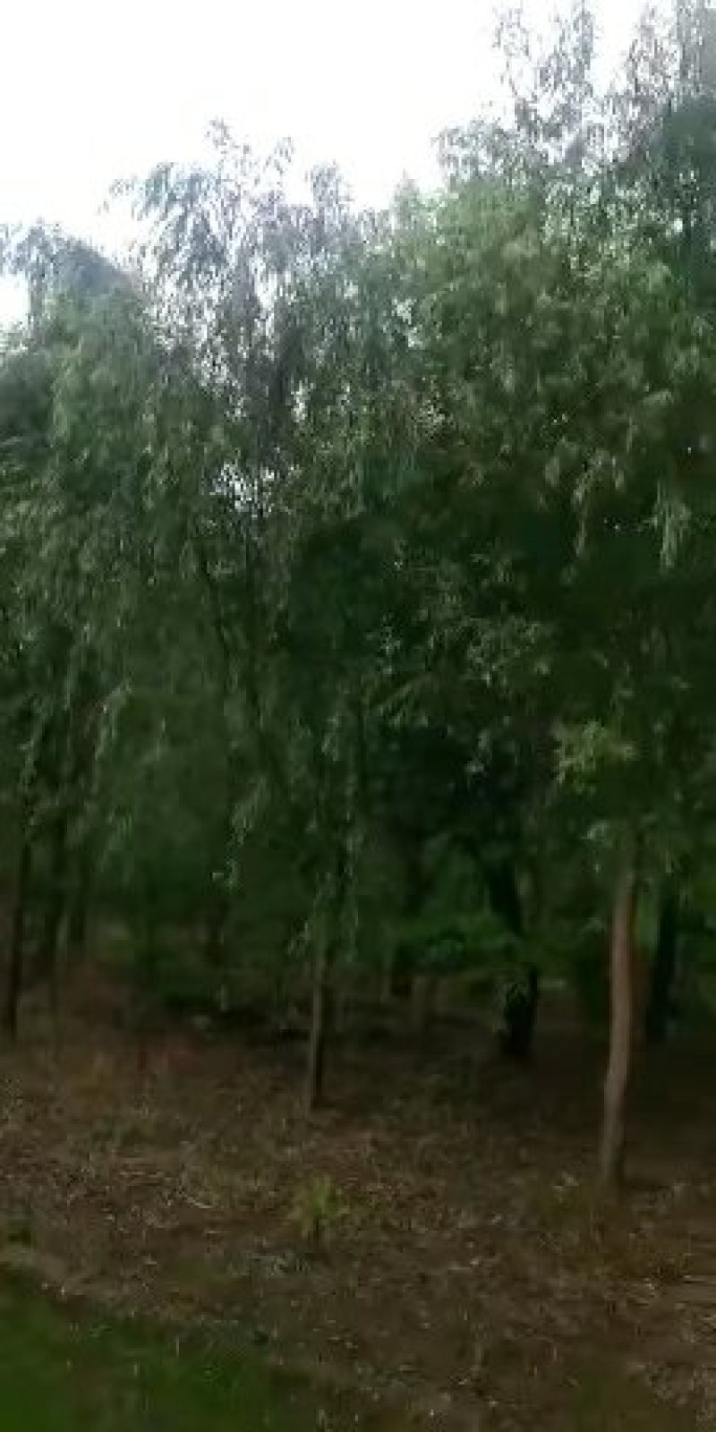 【热销】湖南垂柳苗圃基地1～20公分垂柳规格齐全原土发货