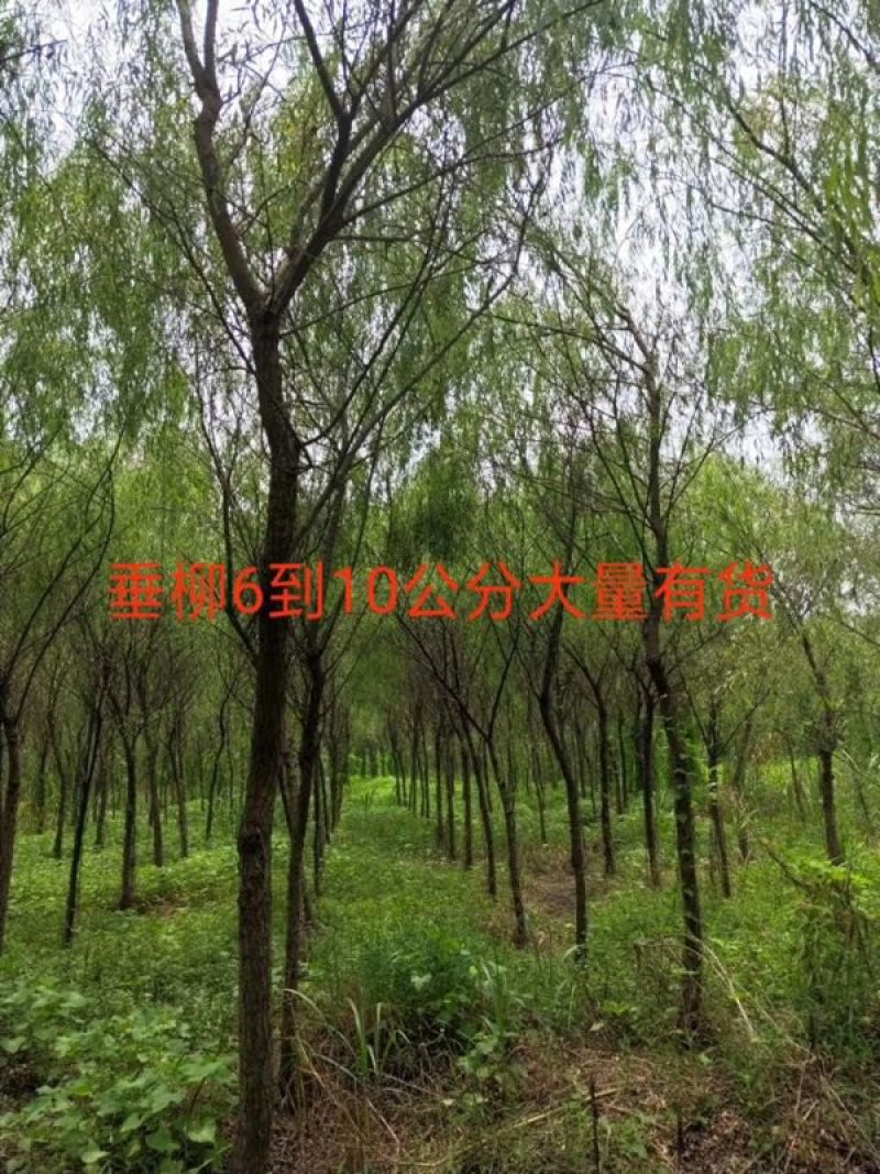 【热销】湖南垂柳苗圃基地1～20公分垂柳规格齐全原土发货