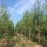 【热销】湖南垂柳苗圃基地1～20公分垂柳规格齐全原土发货
