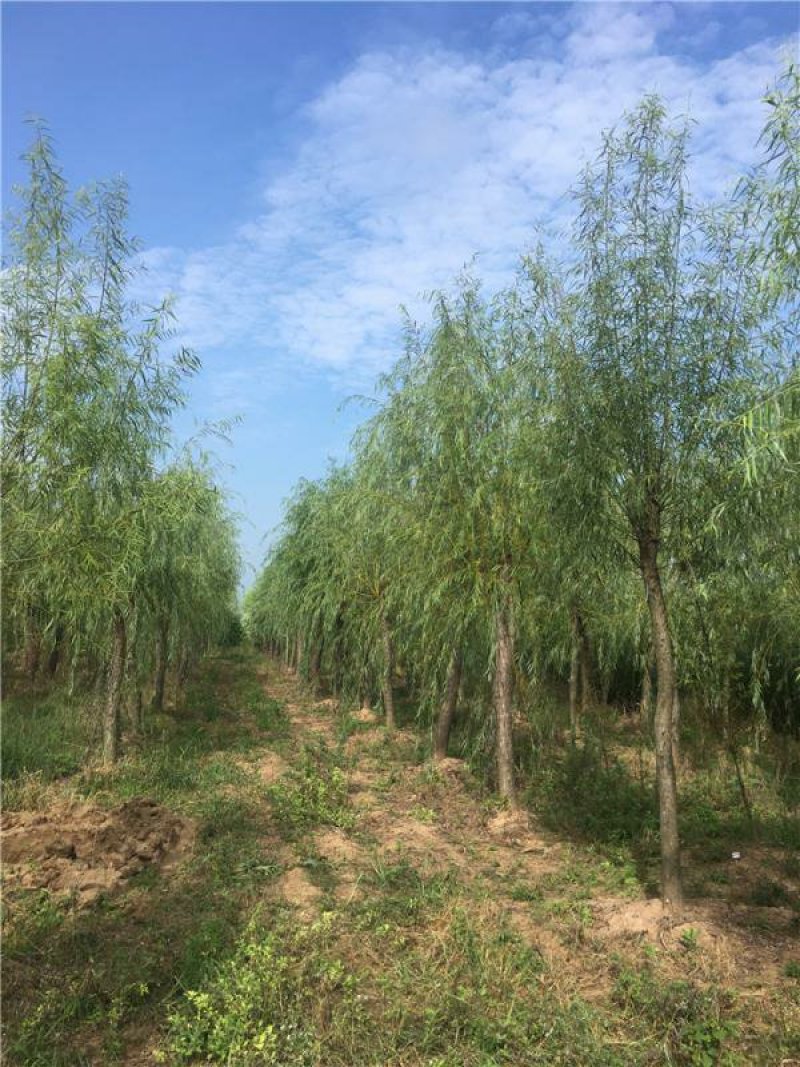 【热销】湖南垂柳苗圃基地1～20公分垂柳规格齐全原土发货