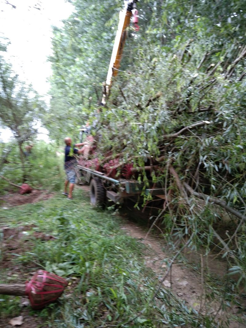 【热销】湖南垂柳苗圃基地1～20公分垂柳规格齐全原土发货