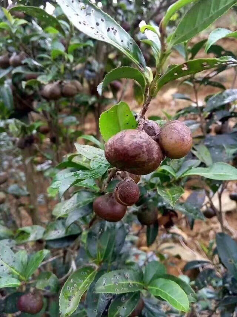 梧州六堡茶10年六堡茶果