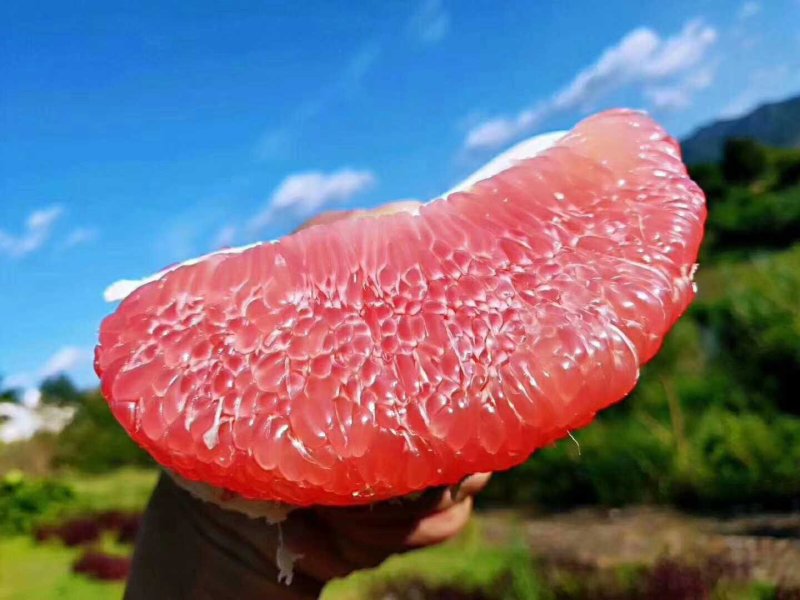 红心柚/三红柚/蜜柚9.5斤包邮一件代发琯溪蜜柚