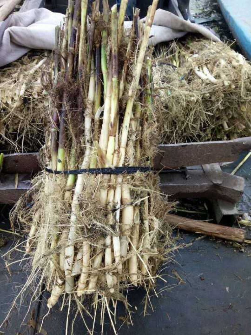芦苇苗批发基地/芦苇苗厂家直销专卖/专业芦苇苗种植供应