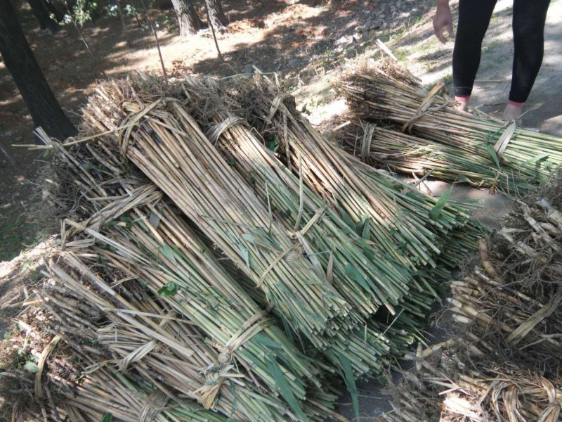 芦苇苗批发基地/芦苇苗厂家直销专卖/专业芦苇苗种植供应