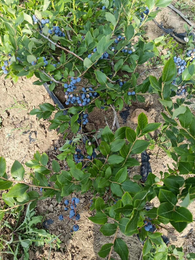 蓝莓苗东北蓝莓苗抗寒蓝莓苗基地哈尔滨浩海浆果