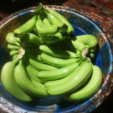 大量长期供应，云南河口本地香蕉，越南西贡香蕉，
