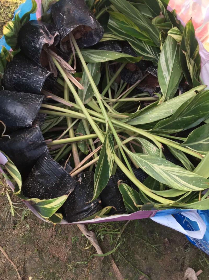 花叶良姜福建花叶基地直供应