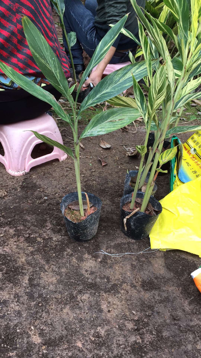 花叶良姜福建花叶基地直供应