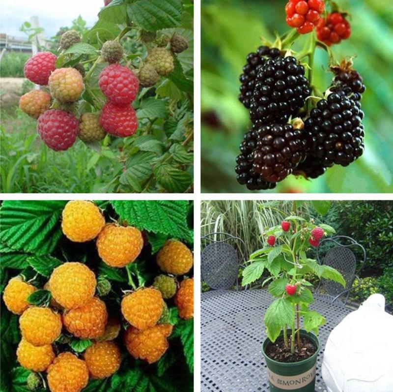 黑树莓苗黑色树莓苗抗寒品种基地哈尔滨浩海浆果