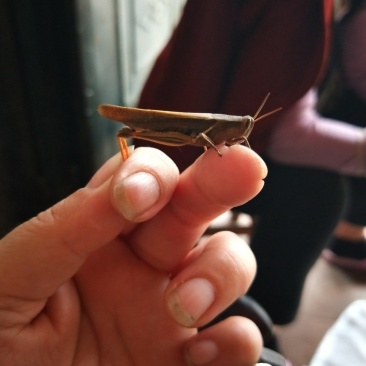 红脚蚂蚱丁蜢蝗虫钉蜢，寻找长期合作伙伴。