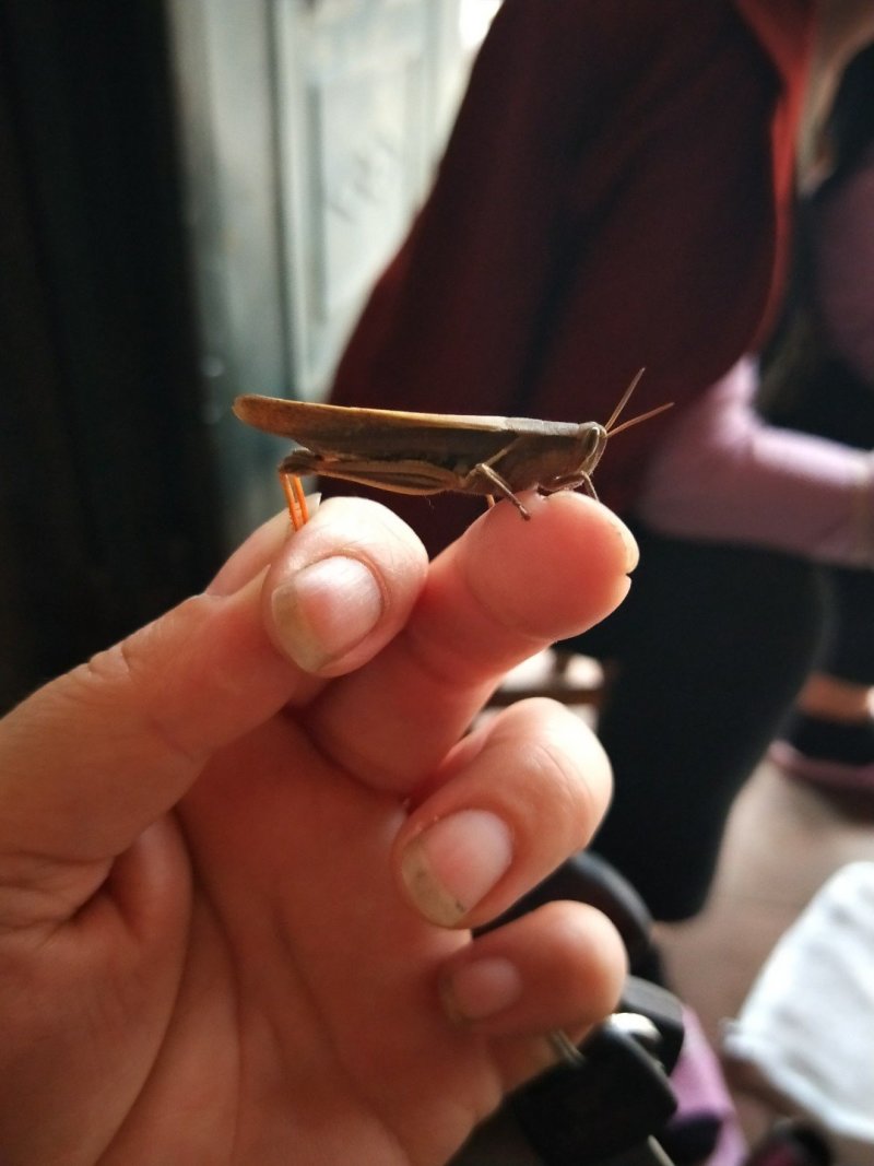 红脚蚂蚱丁蜢蝗虫钉蜢，寻找长期合作伙伴。