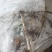 红脚蚂蚱丁蜢蝗虫钉蜢，寻找长期合作伙伴。