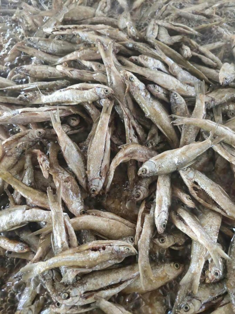 小鱼干油炸小餐鱼小白条鱼干小鱼仔干鱼干农家自制无盐